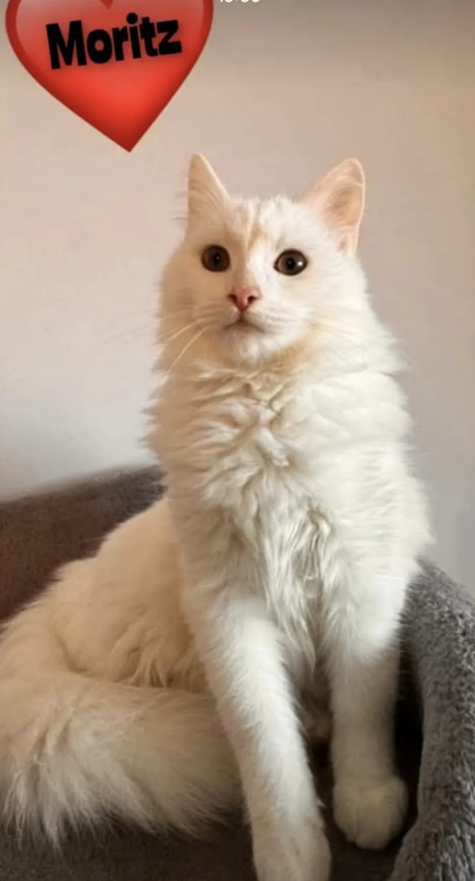 Moritz bei Rositsa's Fellnasen