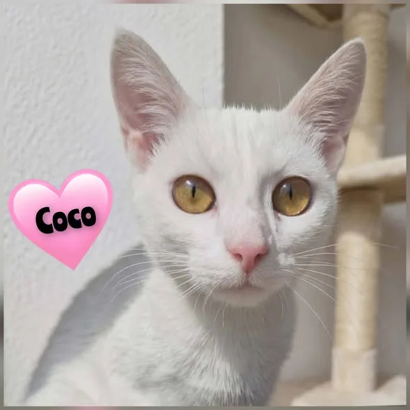 Porträt von Coco
