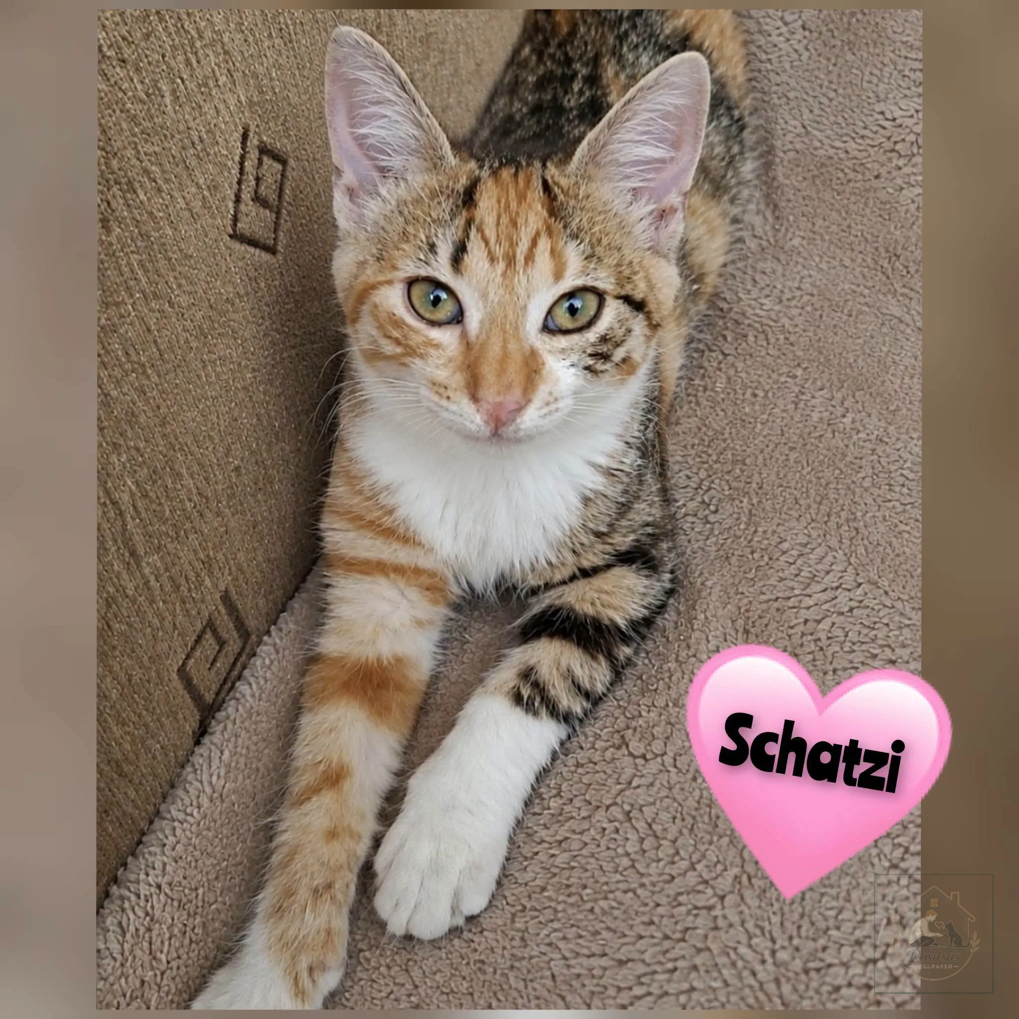 Schatzi bei Rositsa's Fellnasen