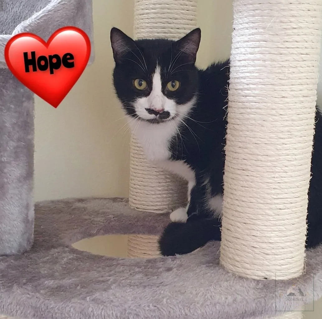 Weiteres Bild von Hope
