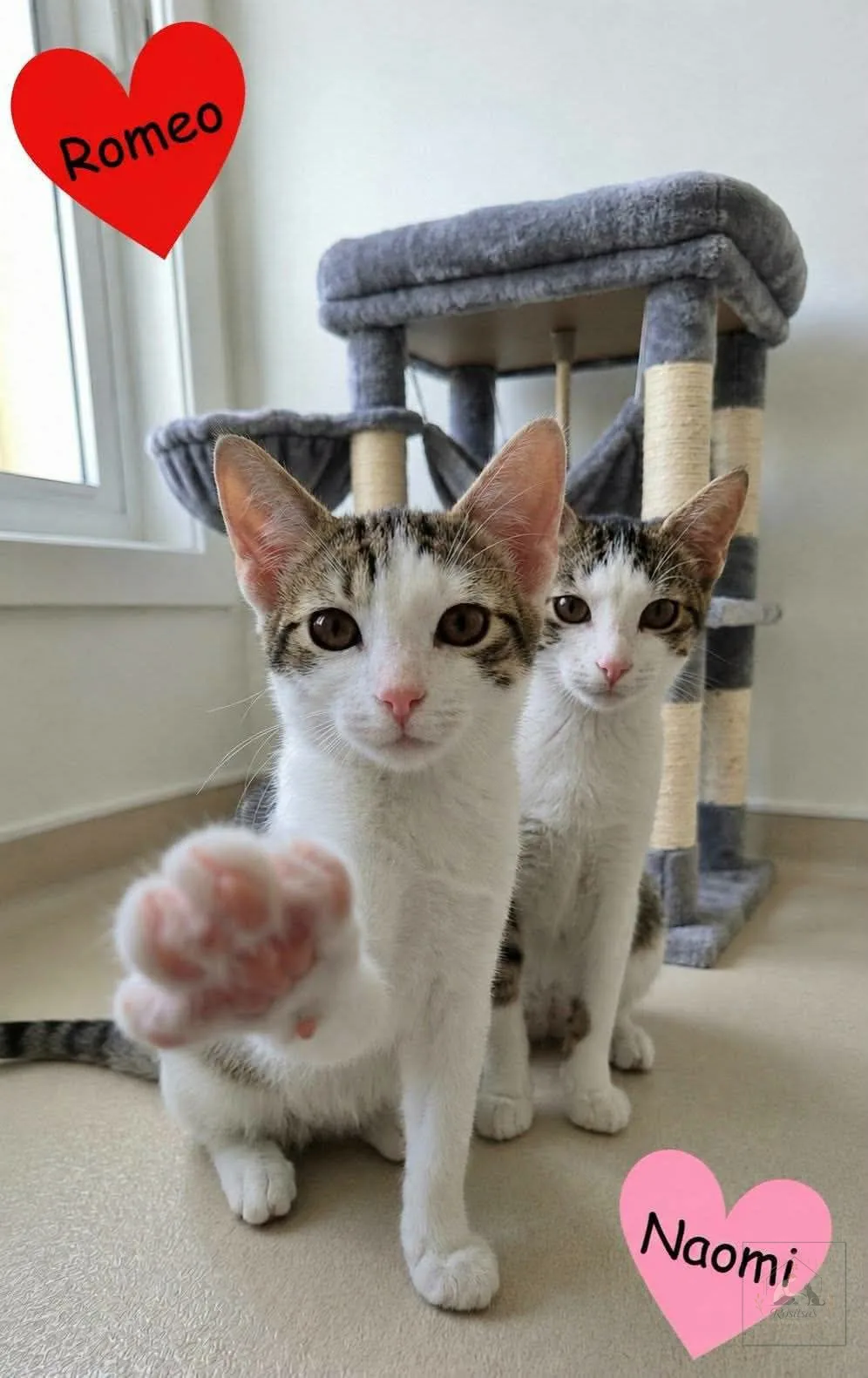 Porträt von Romeo & Naomi