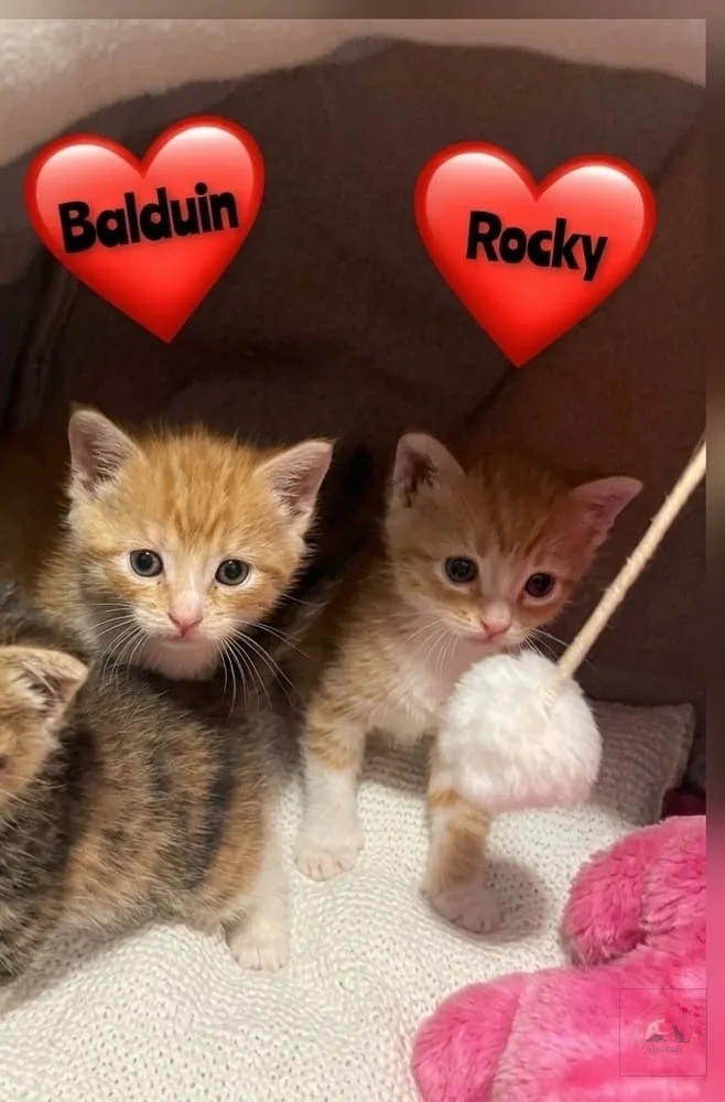Rocky & Balduin bei Rositsa's Fellnasen