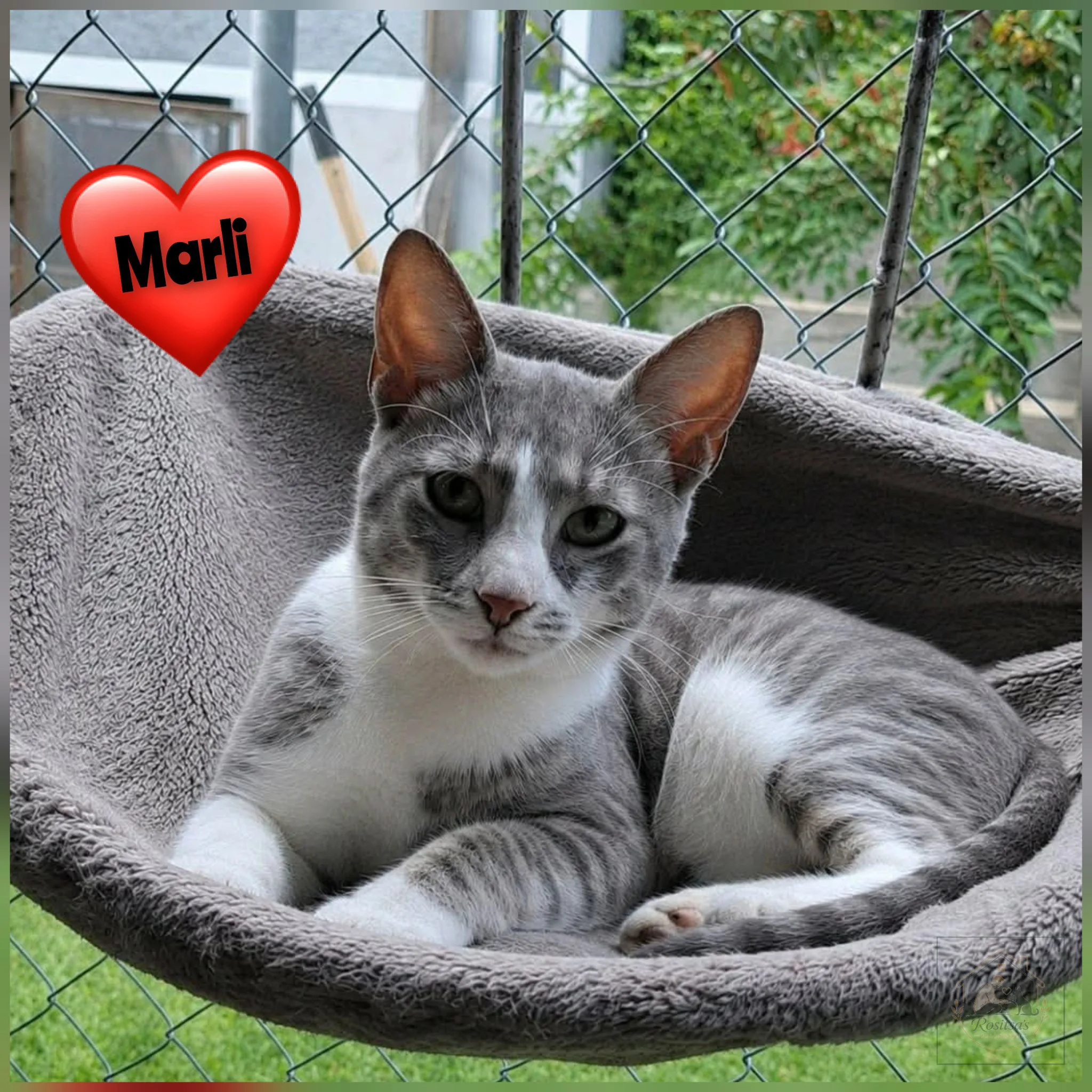 Porträt von Marli