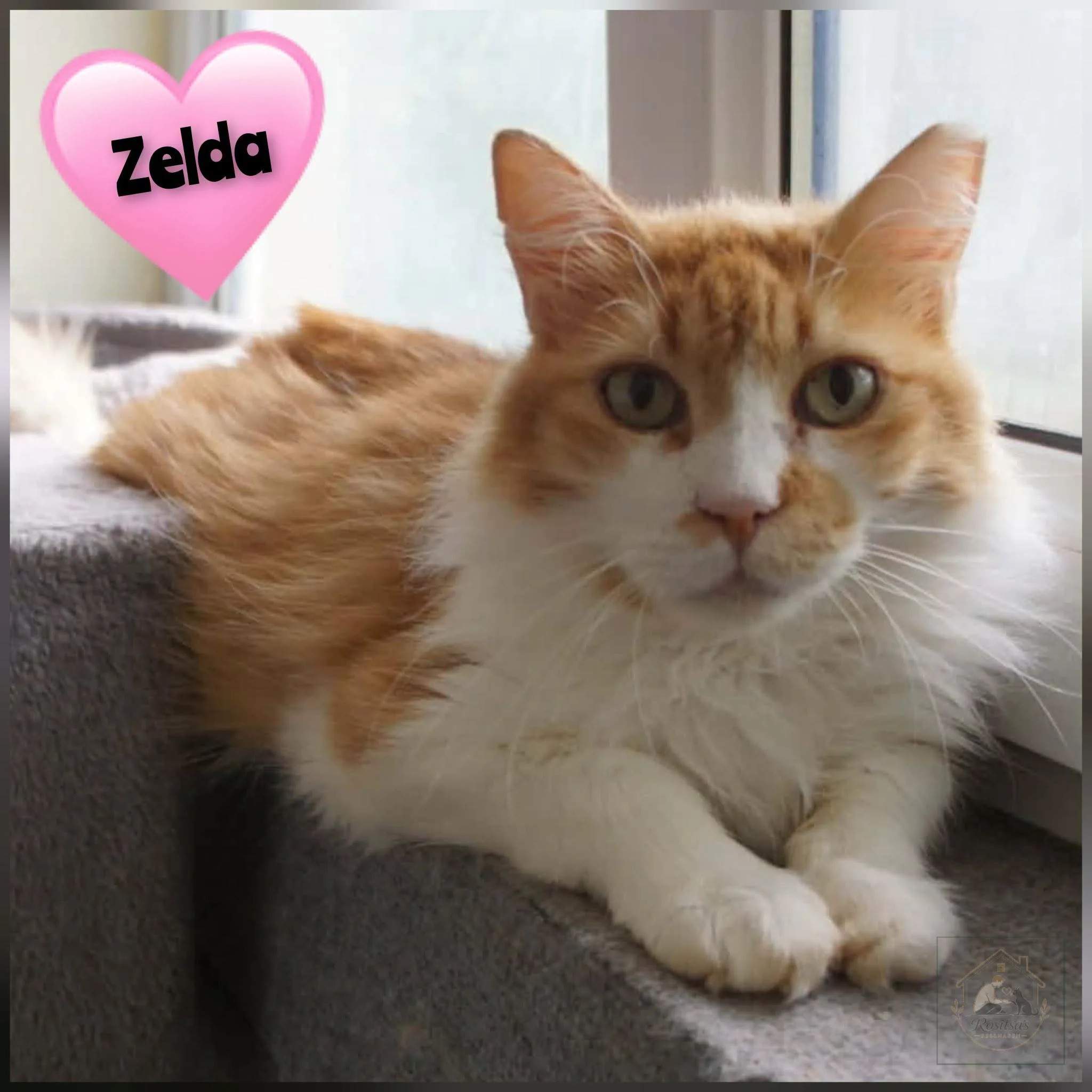 Zelda bei Rositsa's Fellnasen