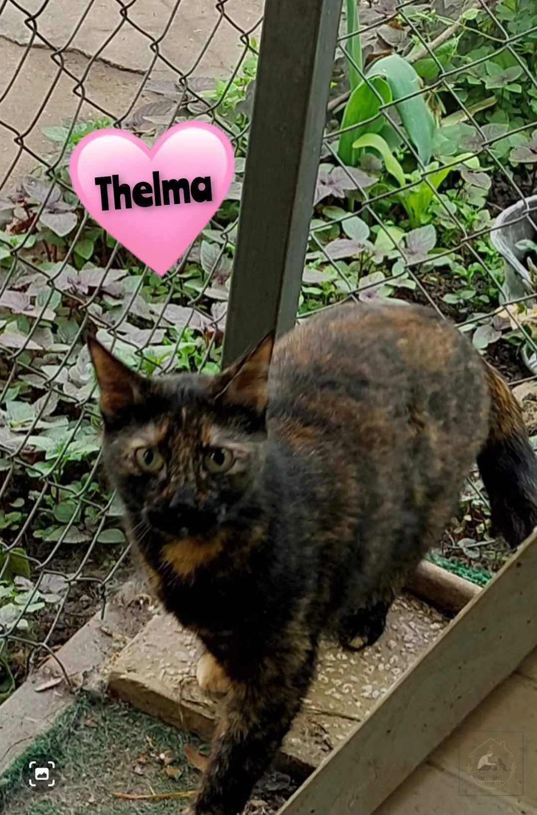 Weiteres Bild von Thelma