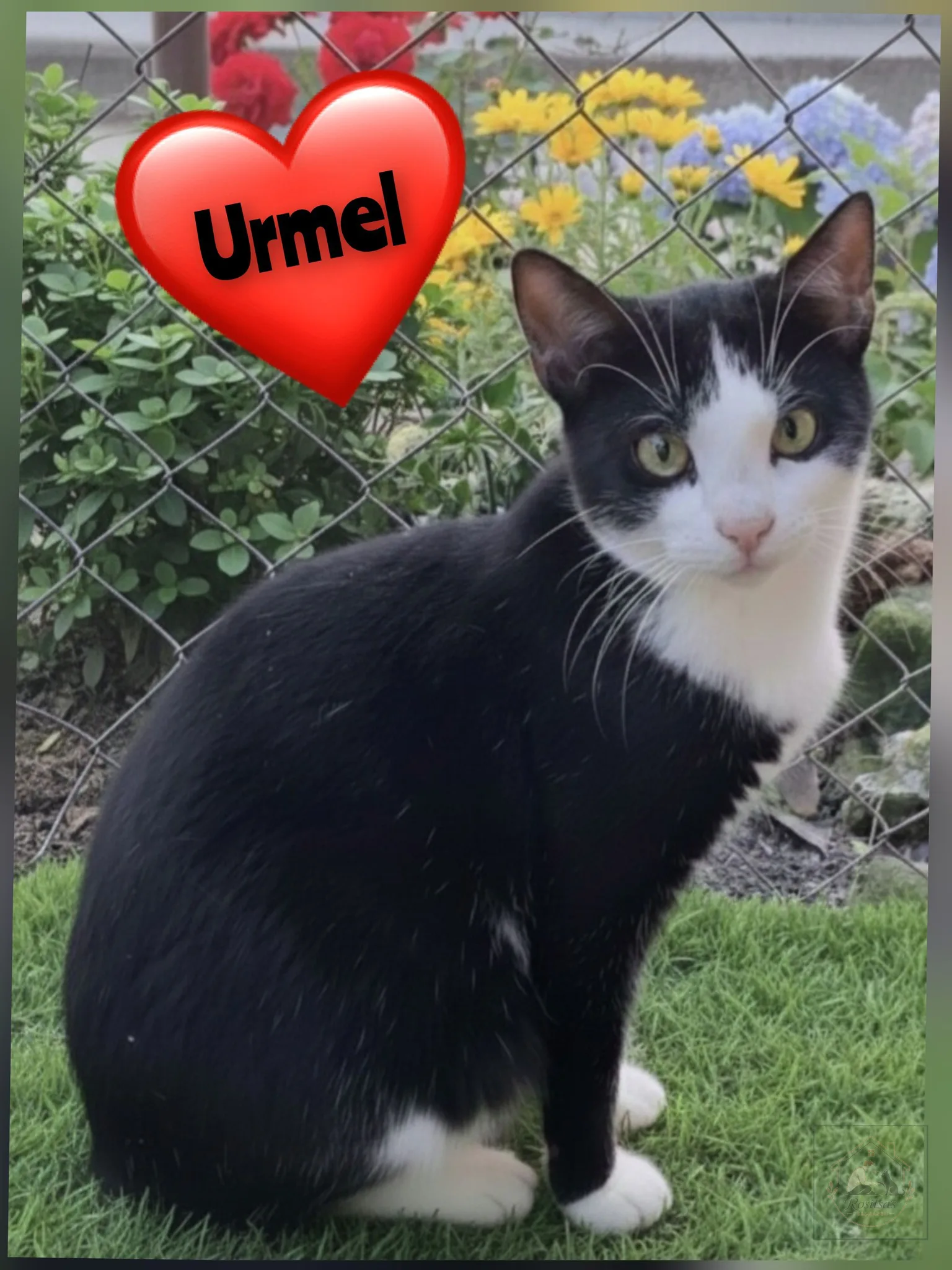 Weiteres Bild von Urmel